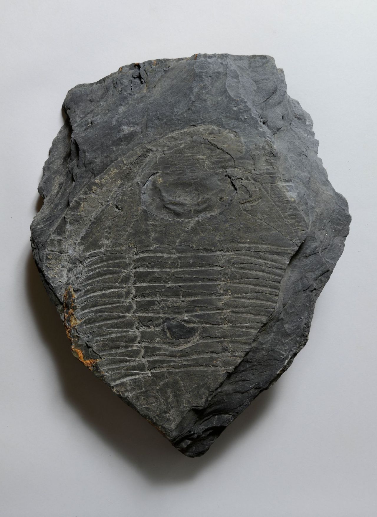 7. Trilobites Ogyginus? forteyi Rábano Ordovícico 48 x 37 x 11 cm | 28,5 kg Arouca (Portugal) Geoparque Mundial de la UNESCO Madrid, Museo Geominero