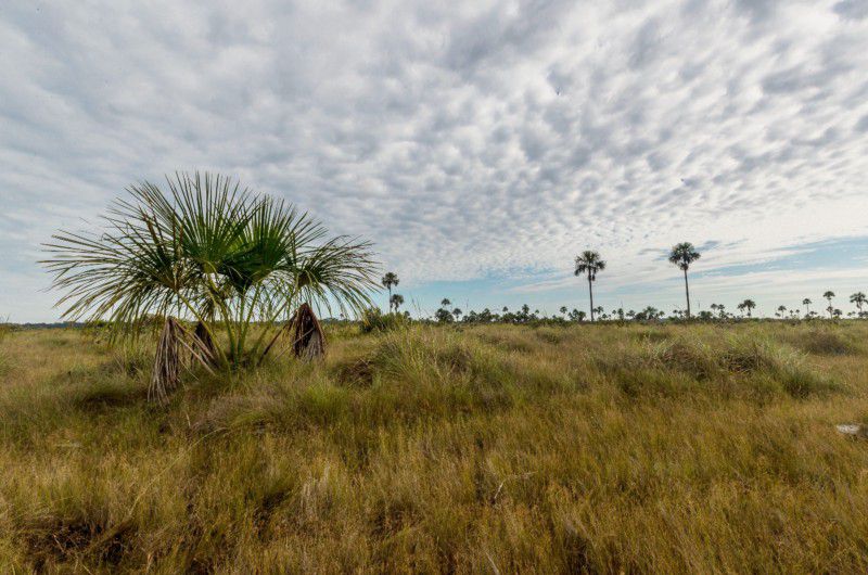 Pampas de Heath.