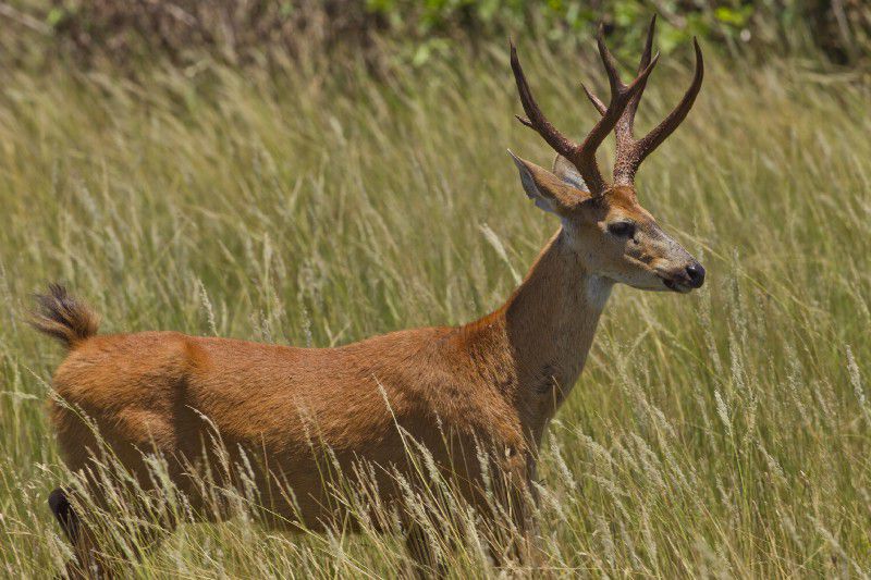 Las Pampas de Heath son el límite de distribución noroeste para el magnífico ciervo de los pantanos (Blastocerus dichotomus).