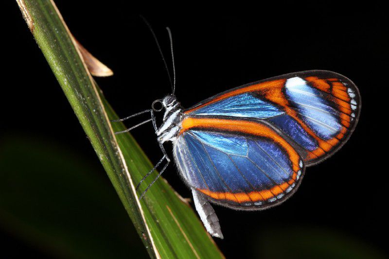 La lista de mariposas en Madidi supera las 1.500.