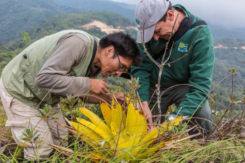 Herminio Ticona y Rob Wallace buscan anfibios en los huecos entre las hojas de la bromelia.