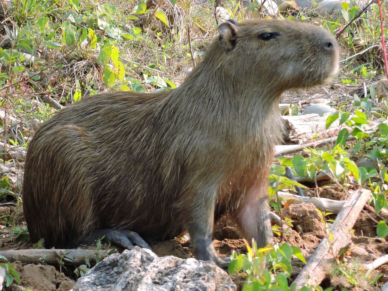 Capibara.