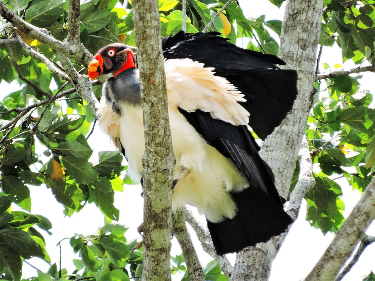 El zopilote rey??, también llamado cóndor de la selva o cóndor real.