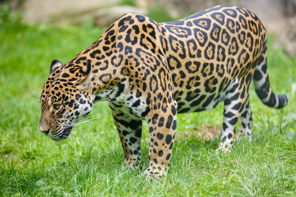El jaguar es el rey de la selva de Madidi.