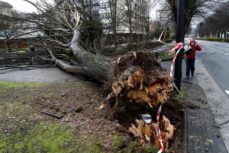 Un árbol derribado por el viento en el barrio de Lorea de San Sebastián.