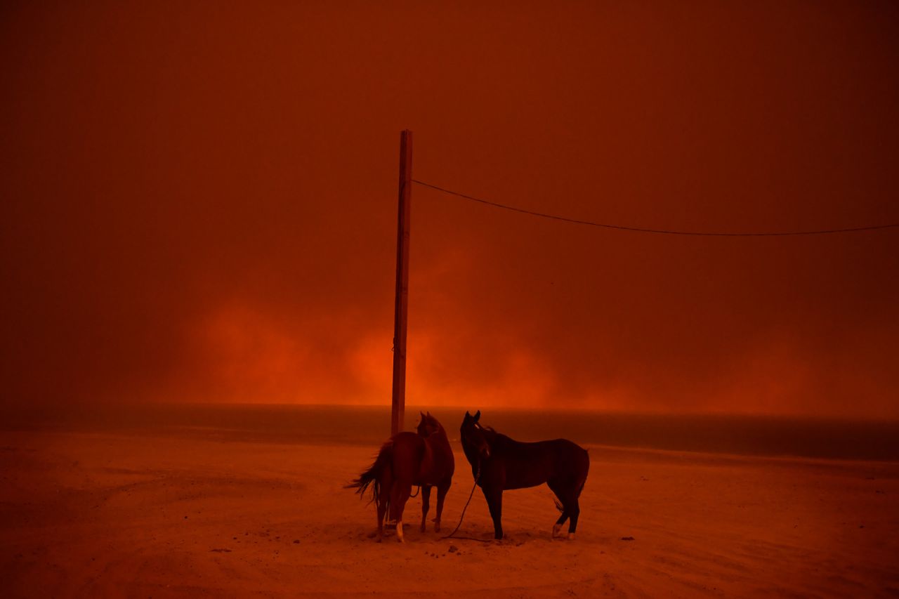 Los caballos evacuados permanecen atados a un poste, mientras el humo de un incendio forestal ondea sobre ellos, en la playa Zuma, en Malibú, California, EE. UU., El 10 de noviembre.
