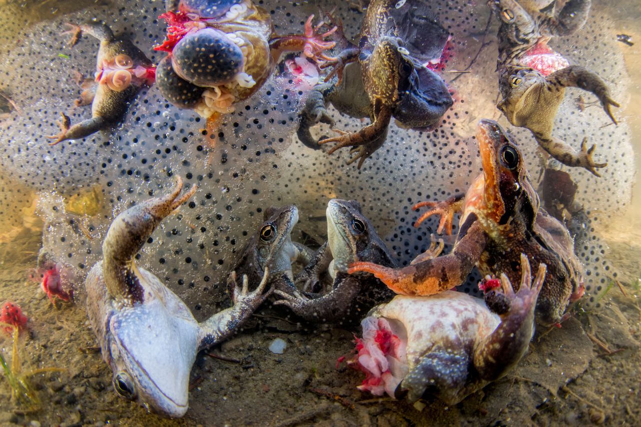 Las ranas con sus patas cortadas y rodeadas de ranas, luchan contra la superficie, después de ser arrojadas al agua en Covasna, Cárpatos Orientales, Rumania, en abril de 2018.