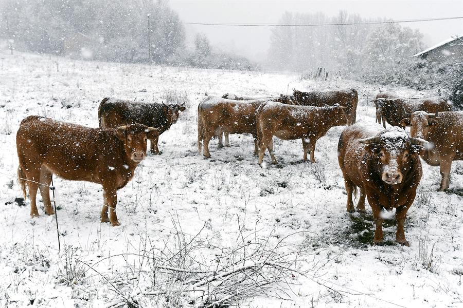 Varias vacas afectadas por la nieve en el municipio leonés de Riello.