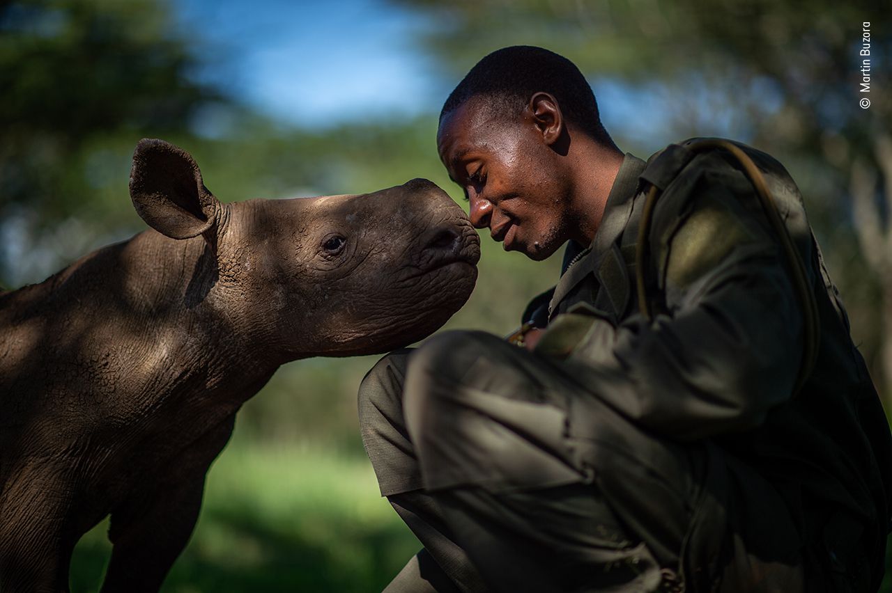 El ranger Elias Mugambi juguetea con un joven rinoceronte en el Parque Lewa, Kenia.