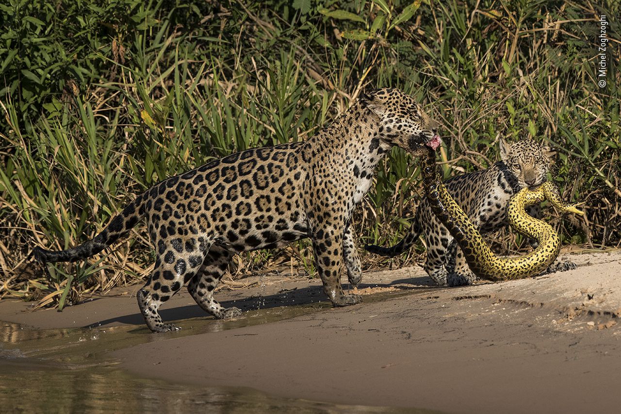 Una jaguar y su cachorro cazando una anaconda, en Pantanal, Brasil.