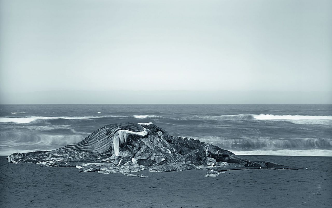 Ballena, Pacífica, 2015