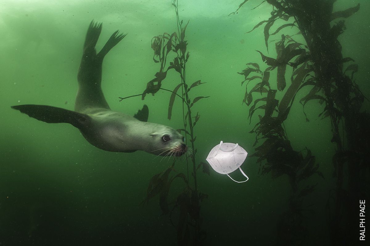 Un curioso león marino de California nada hacia una mascarilla en el sitio de buceo Breakwater en Monterey, California, EEUU.
