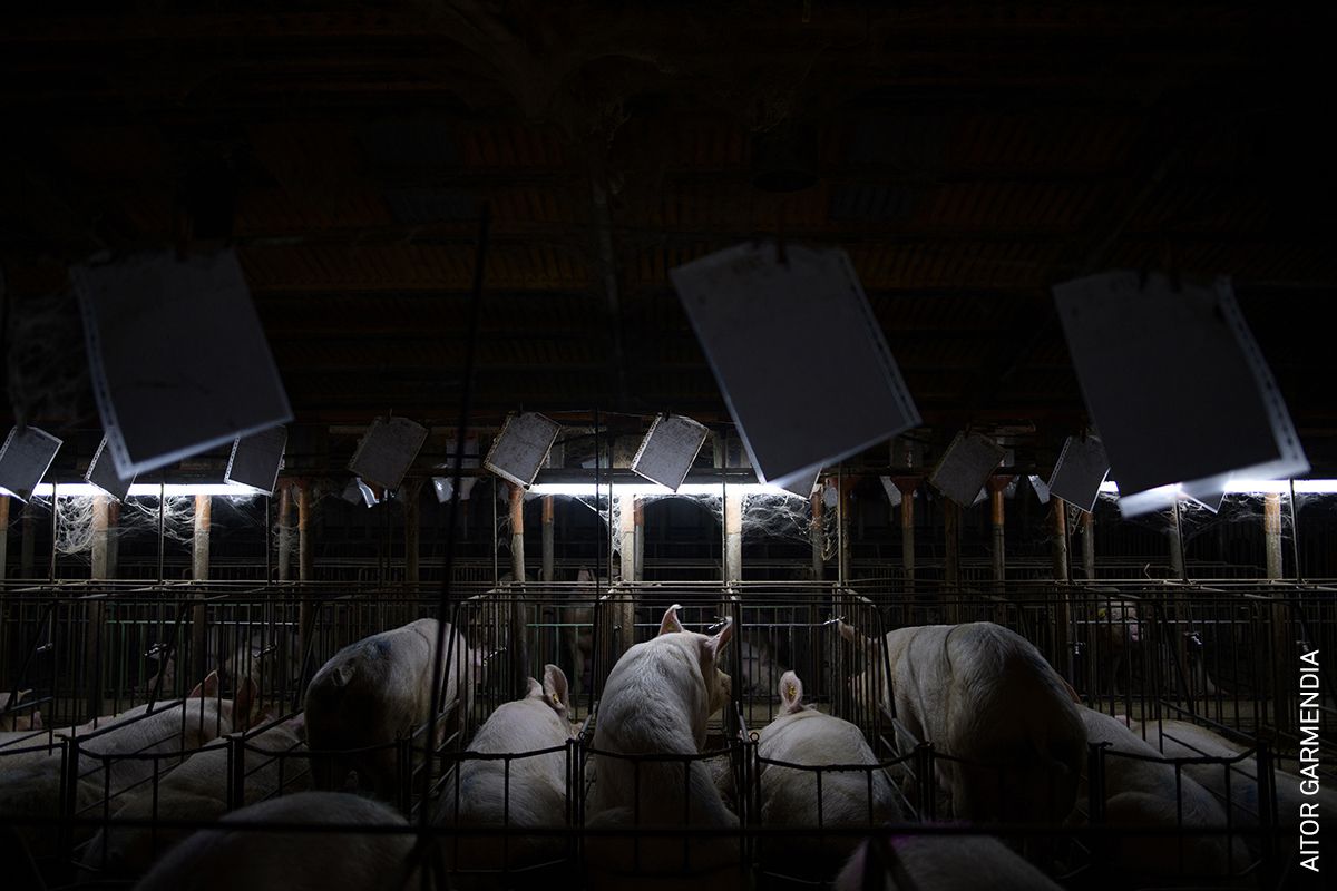 La zona de gestación de una explotación porcina de Aragón, a 24 de diciembre de 2019. La Directiva 2008/120 / CE del Consejo Europeo, relativa a las normas mínimas de bienestar de los cerdos de cría, permite la colocación de las cerdas en jaulas individuales donde permanecen inmovilizadas durante las cuatro primeras semanas de embarazo. Las jaulas de gestación generalmente están dispuestas para acomodar a cientos de cerdas una al lado de la otra.