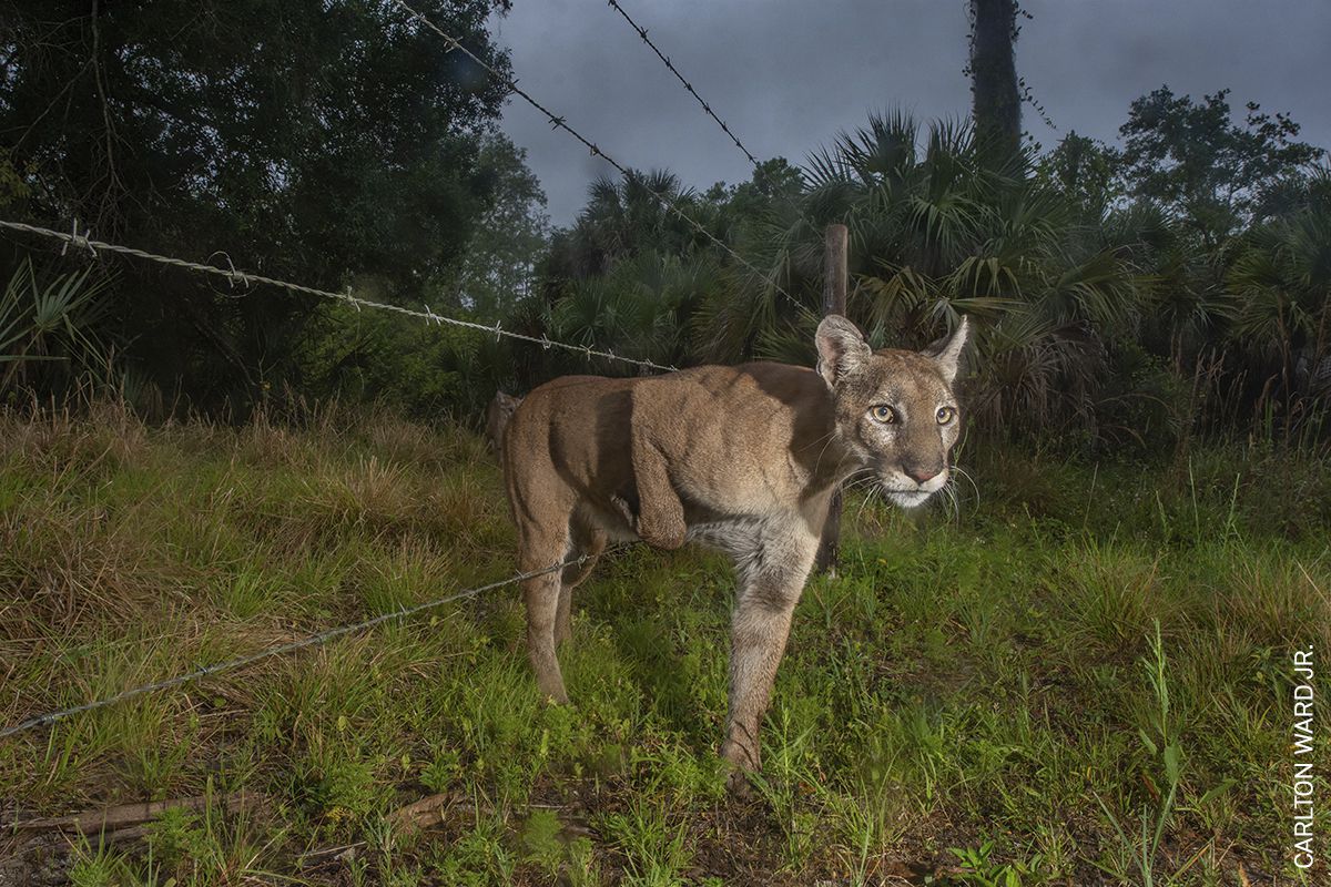 Una pantera de Florida se arrastra a través de una cerca entre el Santuario de Corkscrew Swamp de Audubon y un rancho de ganado adyacente, en Naples, Florida, EE. UU., El 6 de abril de 2020. Su cría la sigue.