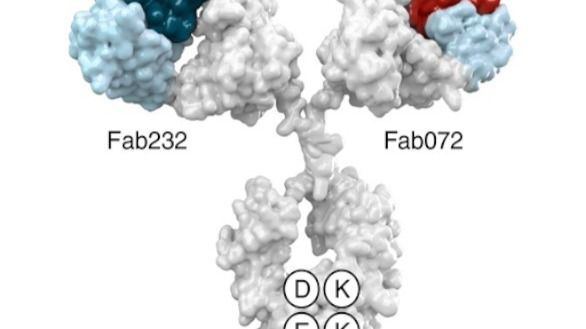 Desarrollan el primer fármaco que ataca directamente a las células madre del cáncer