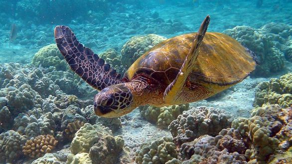 Una de cada cinco especies de reptiles se encuentra en peligro de extinción