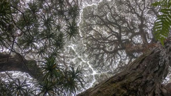 La tasa de mortalidad de los árboles se dispara debido al cambio climático