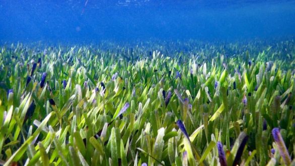 La planta más grande del mundo ocupa 180 km y tiene 4.500 años de vida