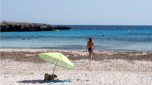 Susto en una playa de Alicante al salir del mar un jabalí y morder a una bañista