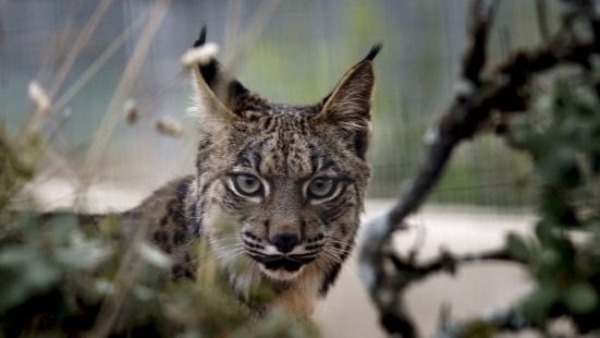 El lince ibérico alcanza un récord de población en Andalucía, con 522 ejemplares