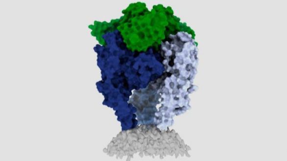 Hacia nuevas vacunas contra la rabia