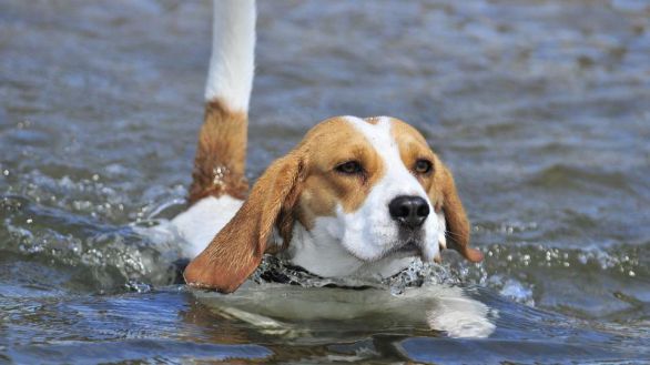 Los perros se domesticaron en la Edad de Hielo a partir de dos poblaciones de lobos