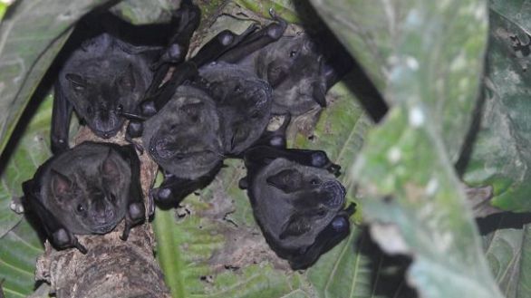 Descubren por qué las células de los murciélagos no se infectan de SARS-CoV-2