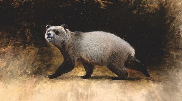 Así fue el último panda gigante que habitó en el continente europeo