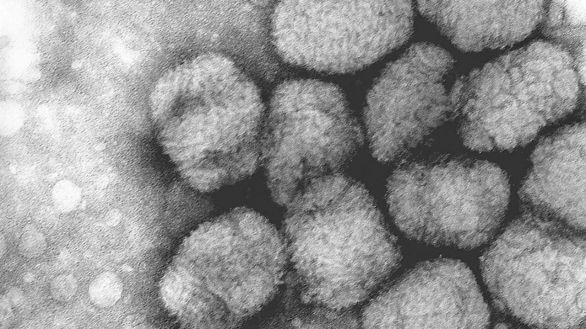 EEUU declara la emergencia sanitaria nacional por la viruela del mono