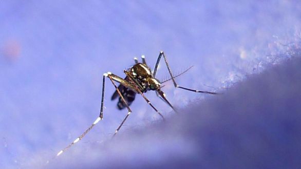 Hacia la vacuna para el virus del zika