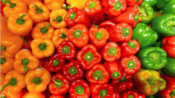 EEUU prohíbe la importación de pimientos morrones de España por la mosca mediterránea