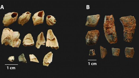 Los neandertales mariscaban bueyes de mar y los cocinaban al fuego hace 90.000 años