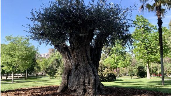 Un olivo de 627 años: el nuevo árbol más longevo del parque del Retiro