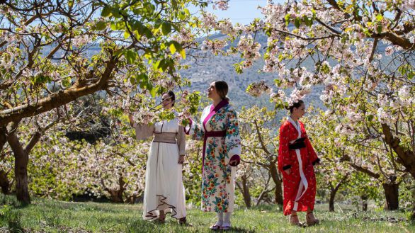 Los cerezos en flor conectan un pueblo de Málaga con la cultura japonesa