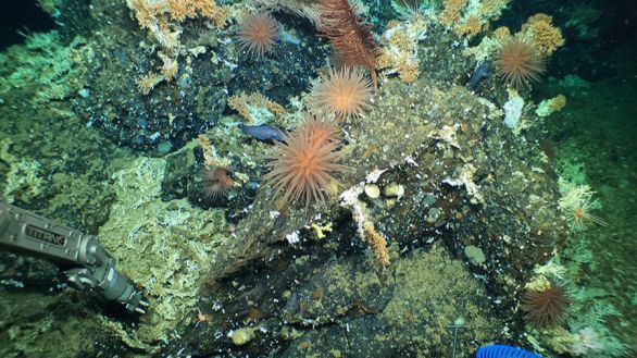 Descubren un inmenso y prístino arrecife de coral cerca de las Galápagos