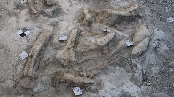 Hallados restos de elefantes primitivos de hace 14 millones de años en Vallecas