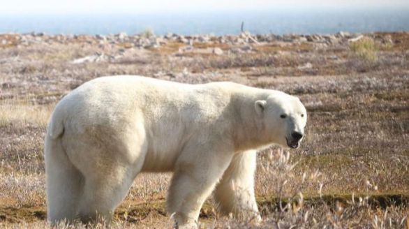 Los osos polares, en riesgo de inanición por el derretimiento del hielo marino