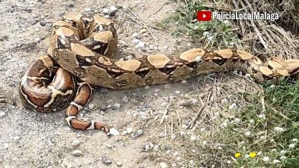 Capturada una boa de 2,30 metros cerca de un campo de golf en Málaga