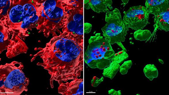 Describen qué efectos tienen sobre la salud los microplásticos y nanoplásticos