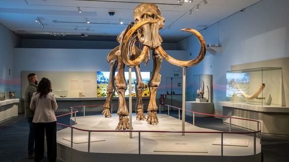 CaixaForum Tarragona exhibe un fósil real de mamut lanudo de 40.000 años
