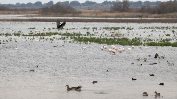 Las Tablas de Daimiel recuperan más de la mitad de sus humedales