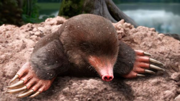 Descubierta una nueve especie de topo de 3,5 millones de años en Gerona