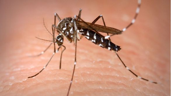 La expansión del mosquito tigre: ya ha colonizado el 80 % del área mediterránea