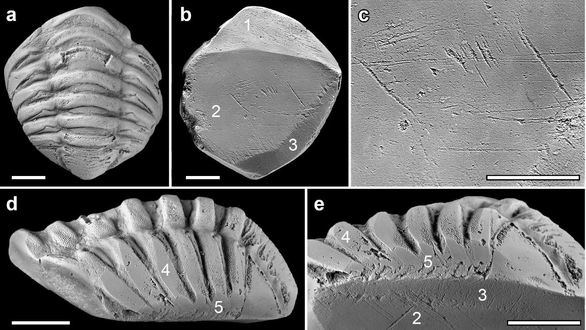 Hallado por primera vez un fósil de trilobites usado como amuleto por los romanos