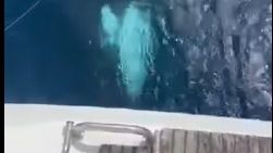 El inquietante momento en el que una orca golpea una embarcación en la costa vasca