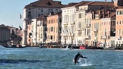 Sorpresa en Venecia: un delfín haciendo acrobacias frente a la Plaza de San Marcos