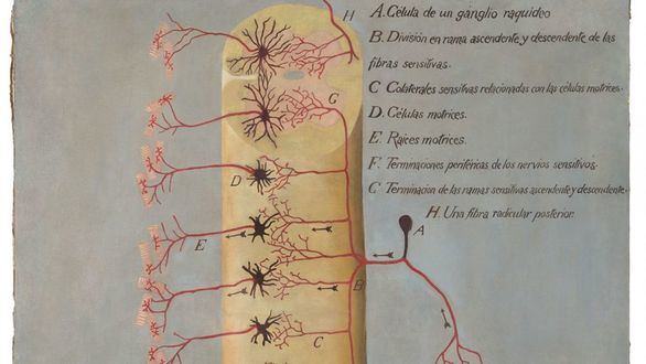 La Universidad Complutense restaura seis lienzos de Ramón y Cajal
