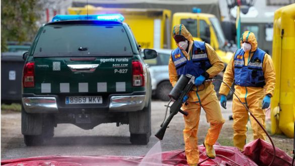La Generalidad asegura que no hay evidencias de que el brote de peste saliera del IRTA-CReSA