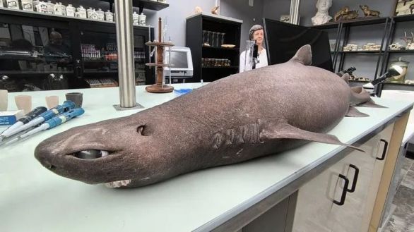 Gran expectación científica por la llegada de un tiburón roca a una playa asturiana