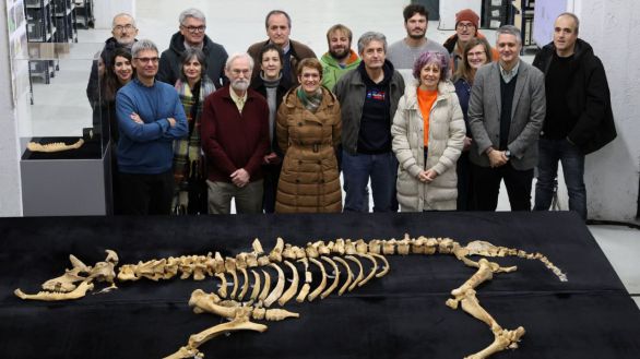 Hallado en Navarra un esqueleto casi completo de bisonte de hace 4.000 años